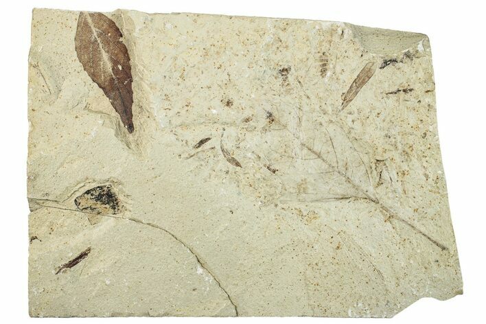 Fossil Leaf Plate - Green River Formation, Utah #256809